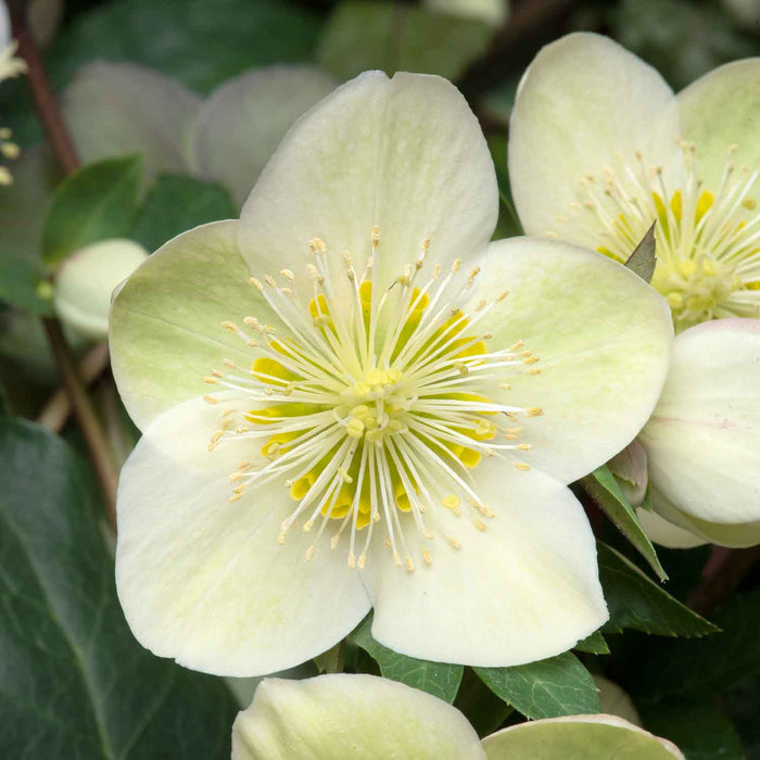Helleborus 'Snow Dance'
