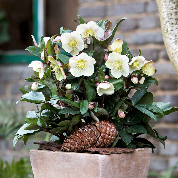 Helleborus 'Snow Dance'