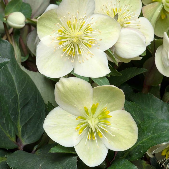 Helleborus 'Snow Dance'