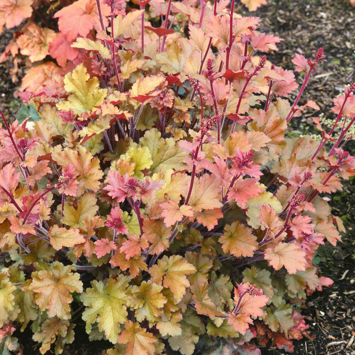 Heuchera ‘Marmalade’