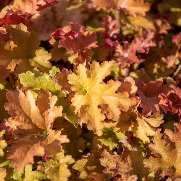 Heuchera ‘Marmalade’