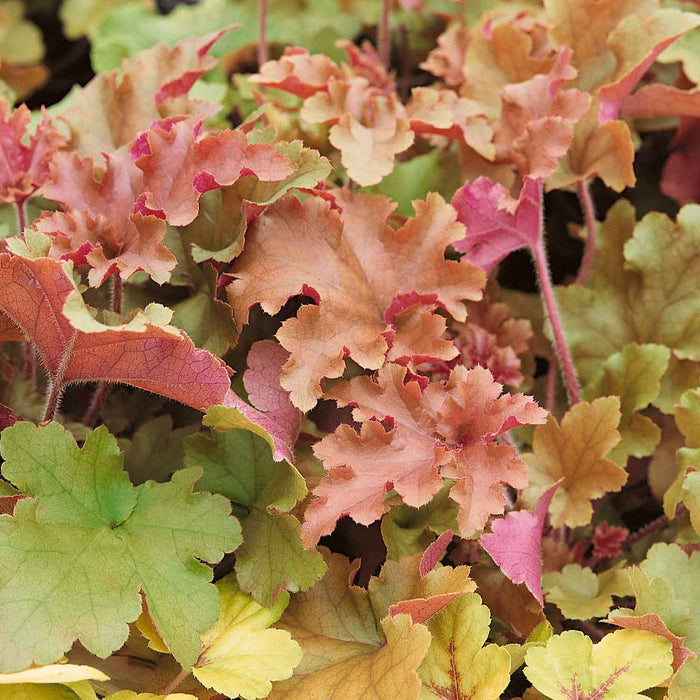 Heuchera ‘Marmalade’