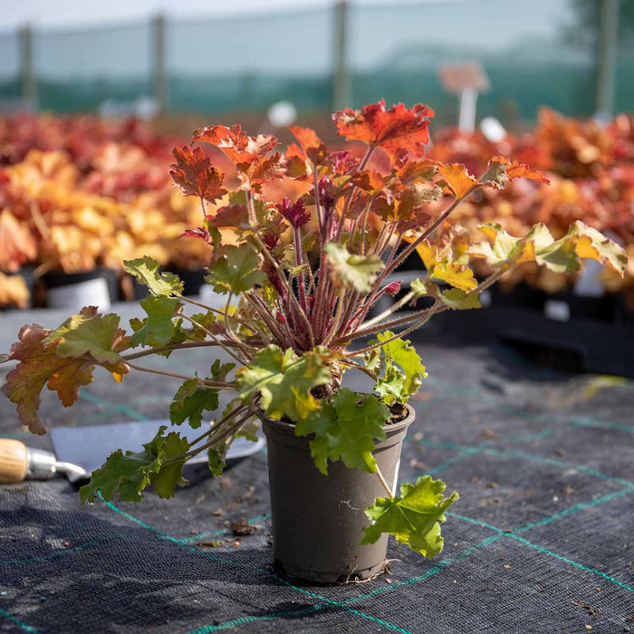 Heuchera ‘Marmalade’