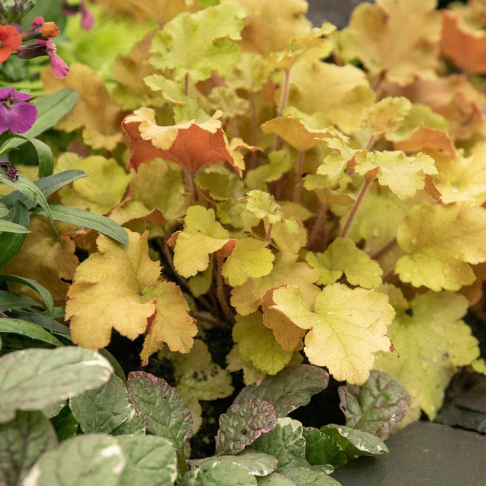 Heuchera ‘Marmalade’
