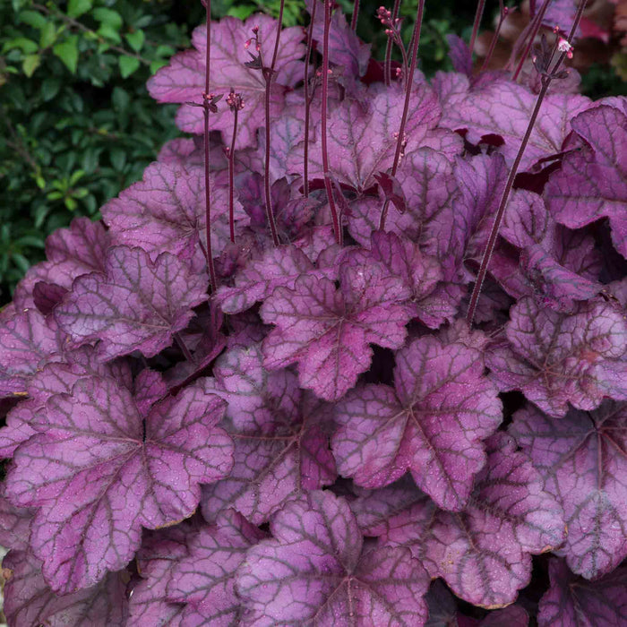 Heuchera 'Wild Rose'