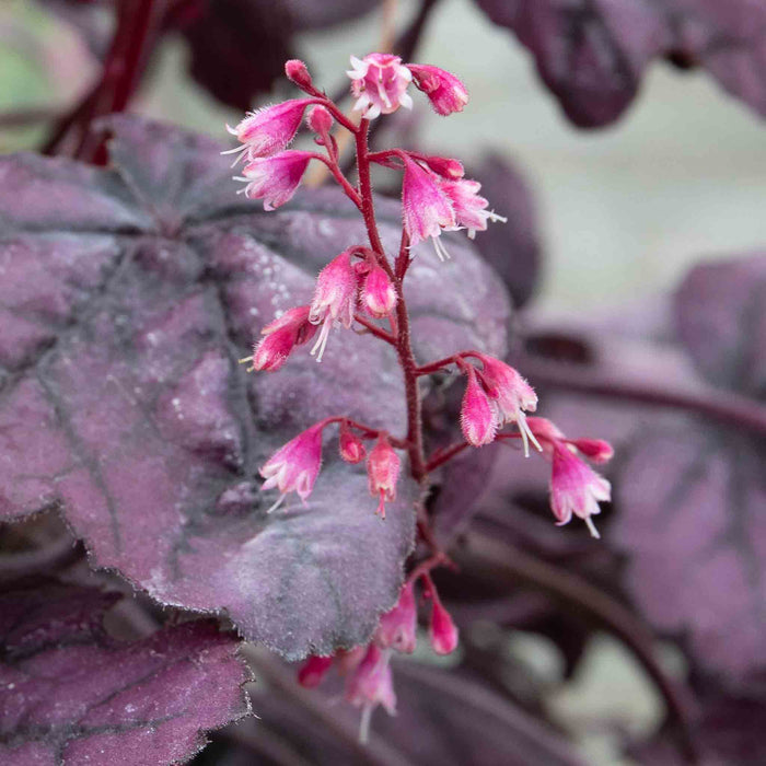 Heuchera 'Wild Rose'