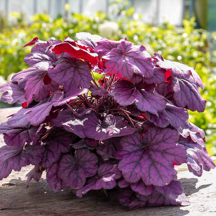 Heuchera 'Wild Rose'