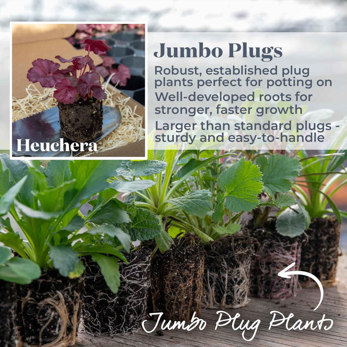 Heuchera 'Wild Rose'