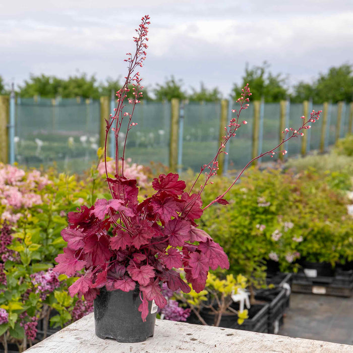 Heuchera 'Wild Rose'