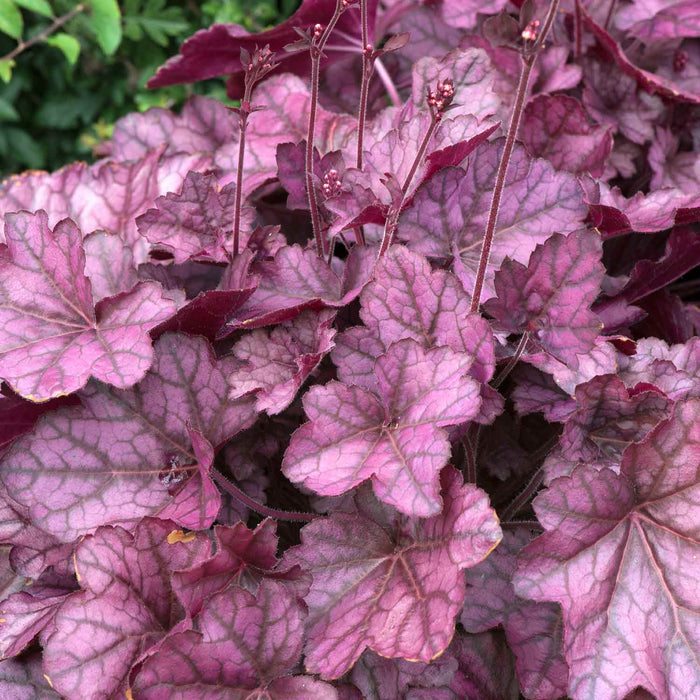 Heuchera 'Wild Rose'
