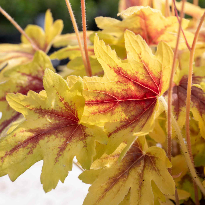 Heucherella 'Eye Spy'