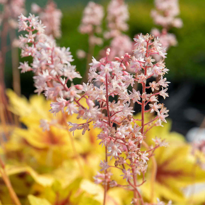 Heucherella 'Eye Spy'