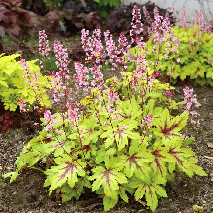 Heucherella 'Eye Spy'