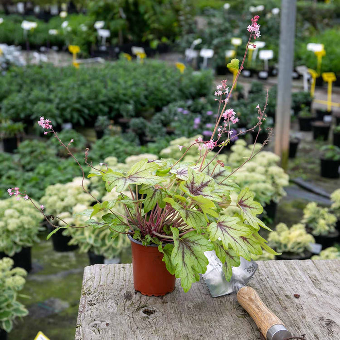 Heucherella 'Eye Spy'