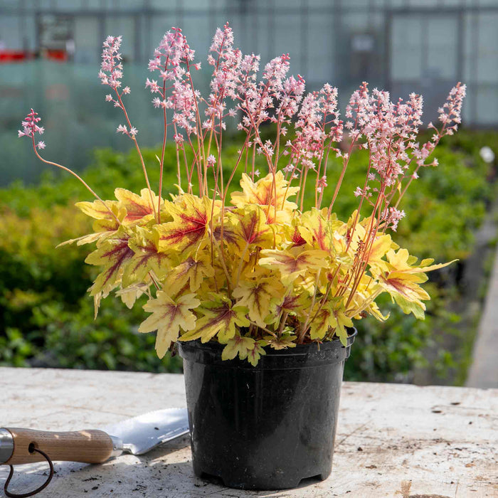 Heucherella 'Eye Spy'