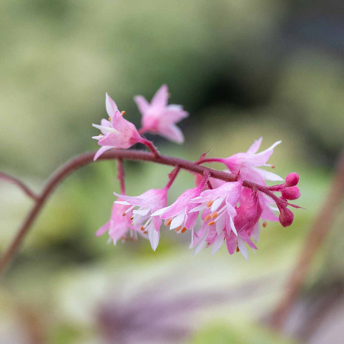 Heucherella 'Eye Spy'