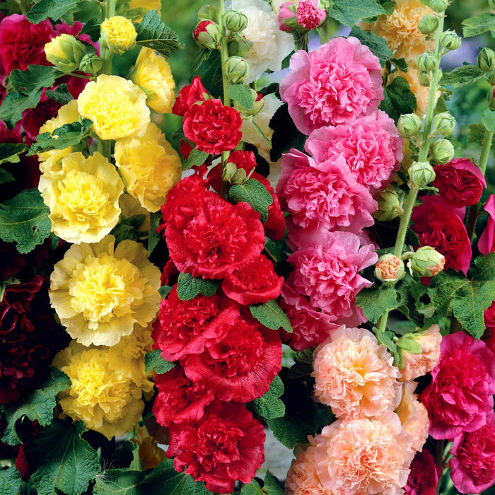 Hollyhock 'Chater's Double Mixed'