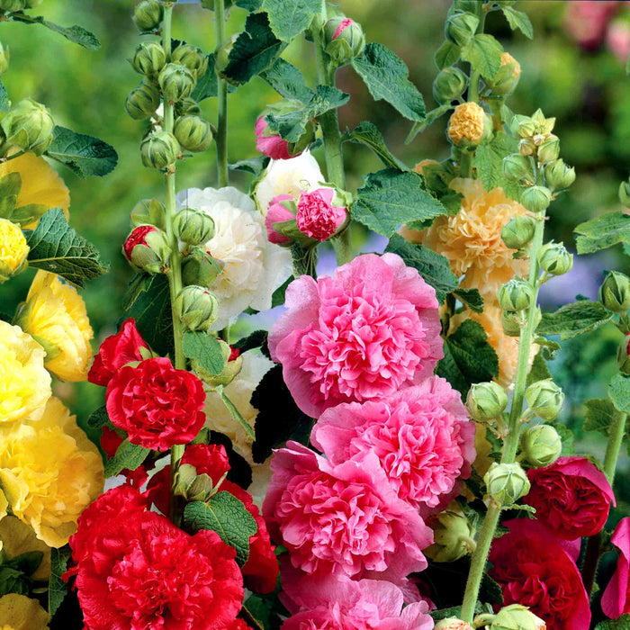 Hollyhock 'Chater's Double Mixed'