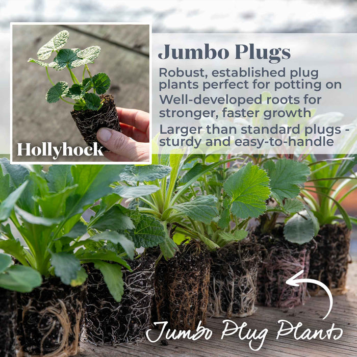 Hollyhock 'Chater's Double Mixed'