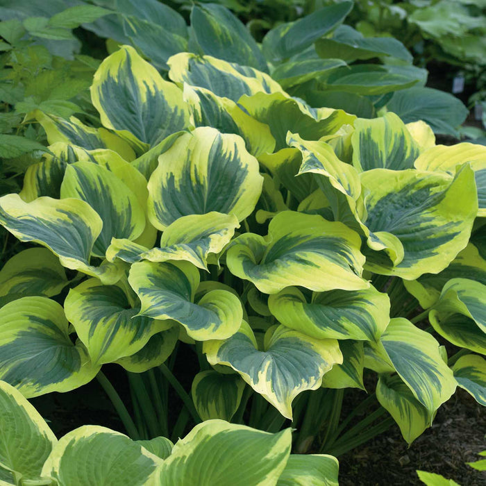 Hosta 'Liberty'