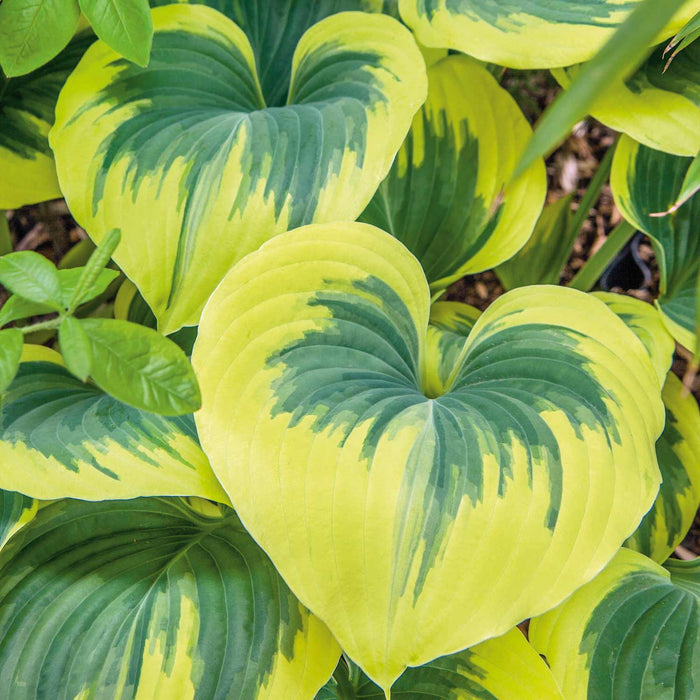 Hosta 'Liberty'