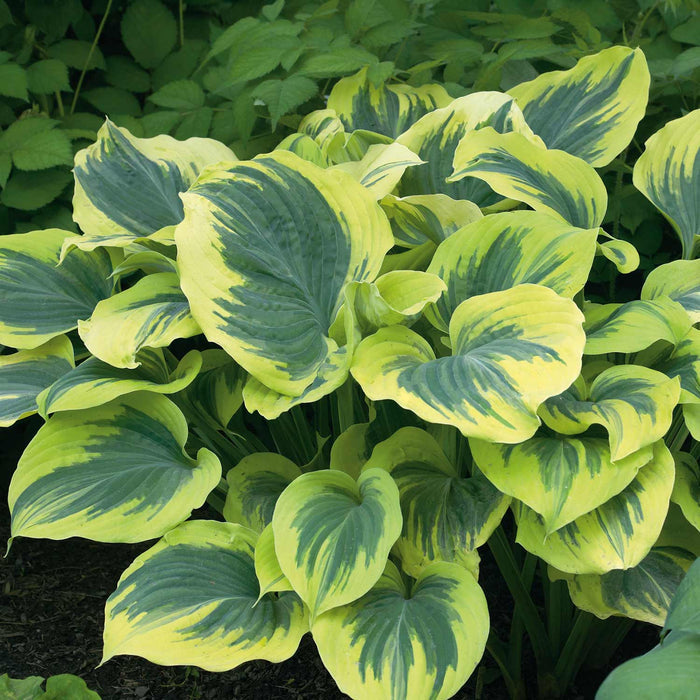 Hosta 'Liberty'