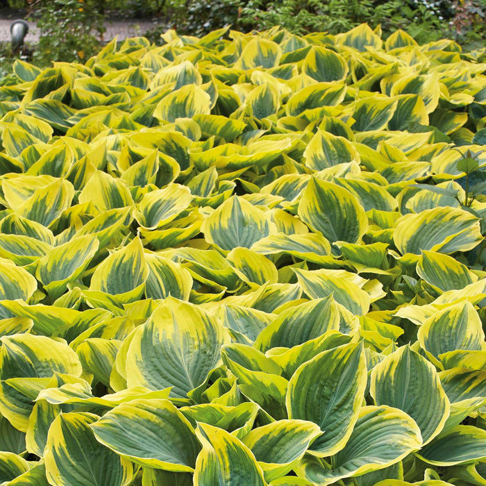 Hosta 'Liberty'