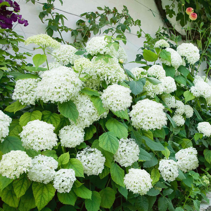 Hydrangea 'Annabelle'