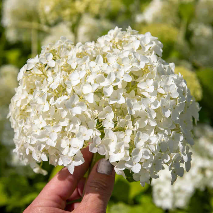 Hydrangea 'Annabelle'
