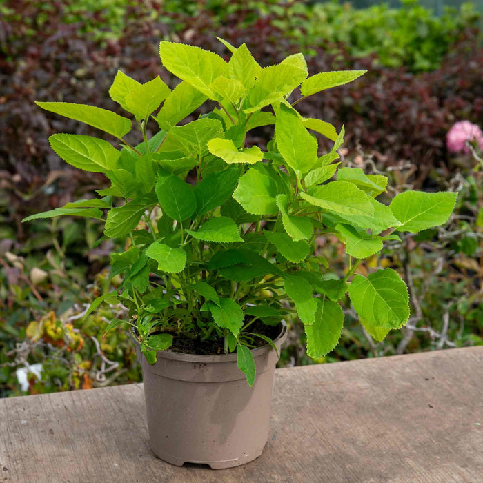 Hydrangea 'Annabelle'