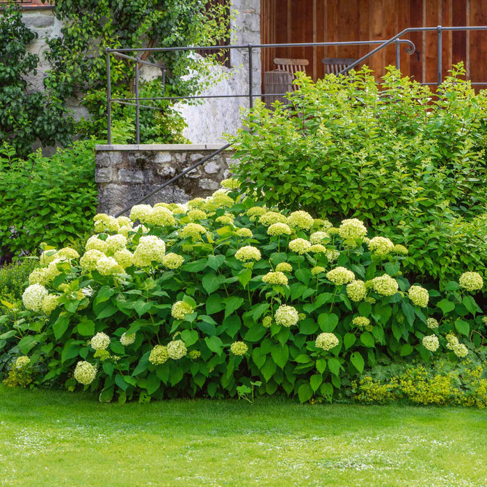 Hydrangea 'Annabelle'