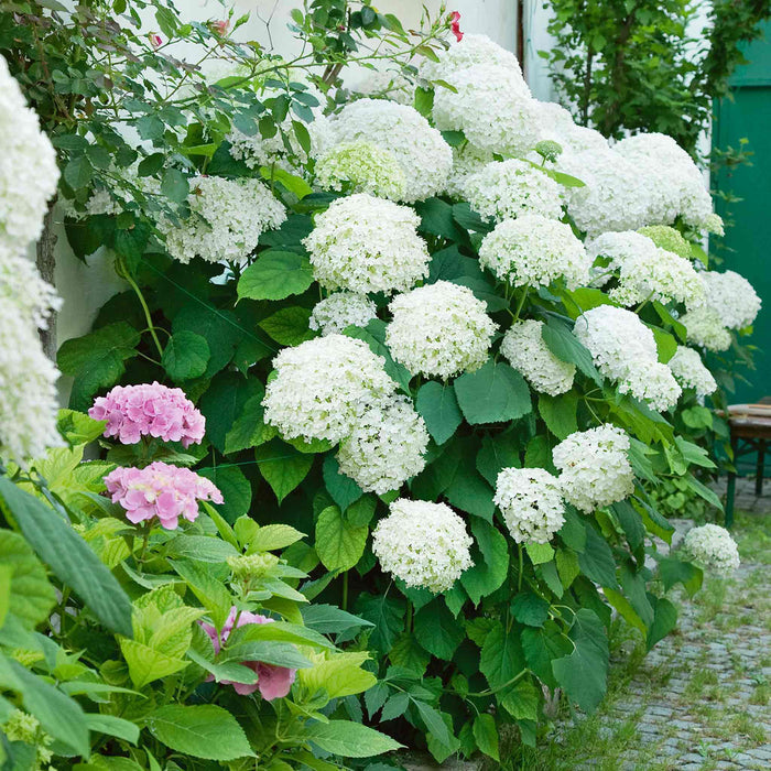 Hydrangea 'Annabelle'