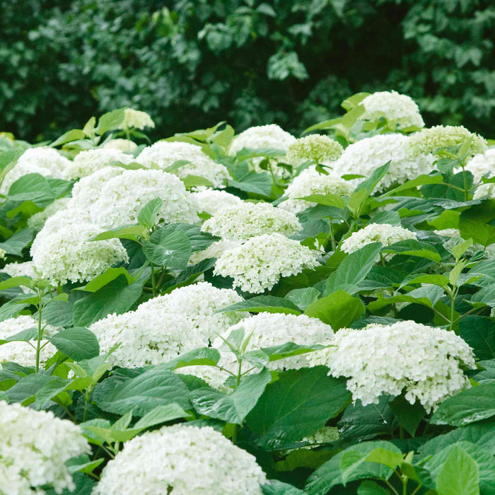 Hydrangea 'Annabelle'