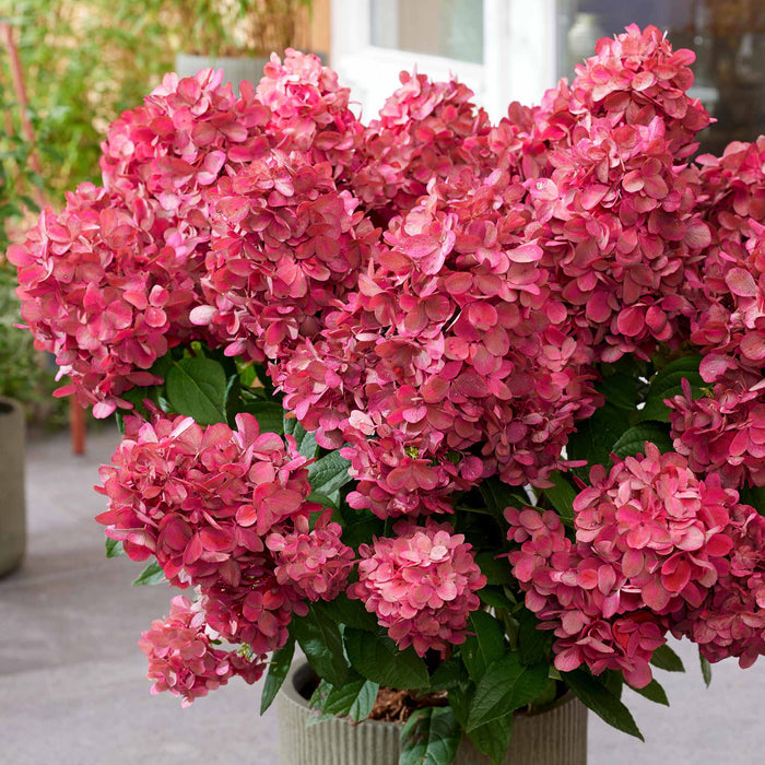 Hydrangea 'Bonfire'