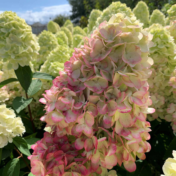 Hydrangea 'Bonfire'