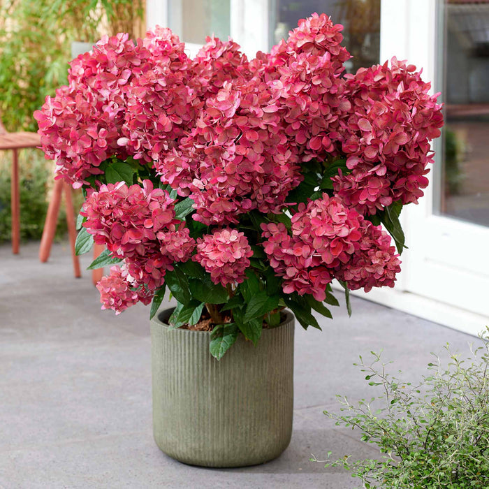 Hydrangea 'Bonfire'