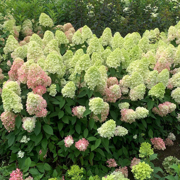 Hydrangea 'Bonfire'