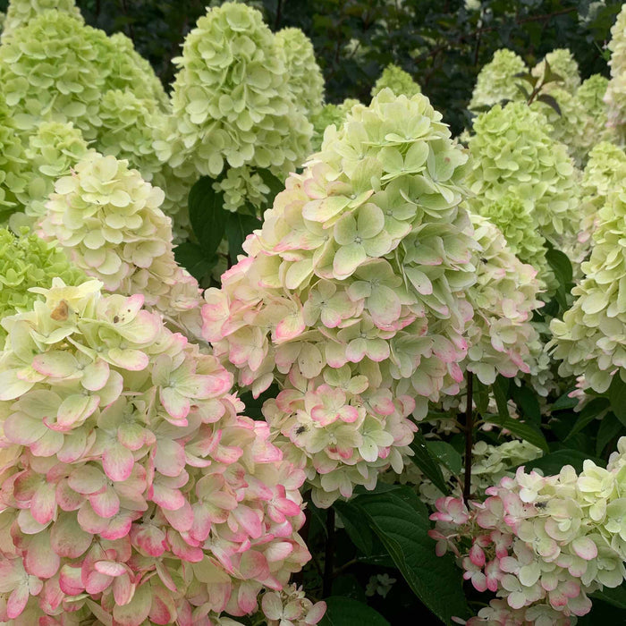 Hydrangea 'Bonfire'