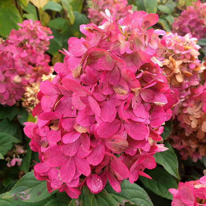 Hydrangea 'Bonfire'
