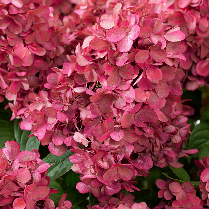 Hydrangea 'Bonfire'