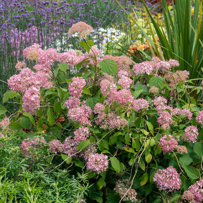 Hydrangea 'Candybelle Bubblegum'