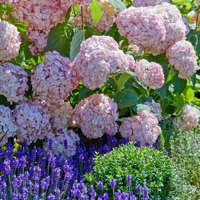 Hydrangea 'Candybelle Bubblegum'