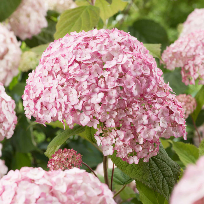 Hydrangea 'Candybelle Bubblegum'
