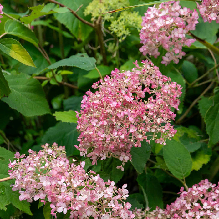 Hydrangea 'Candybelle Bubblegum'