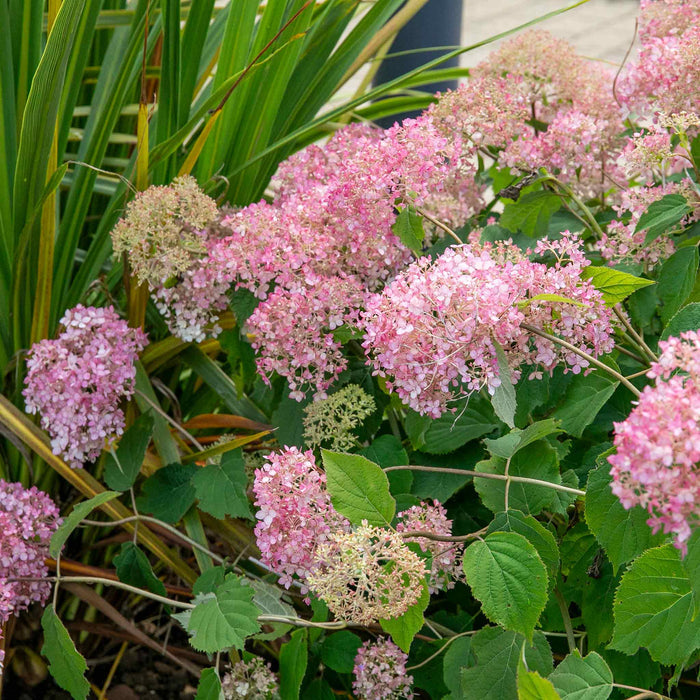 Hydrangea 'Candybelle Bubblegum'