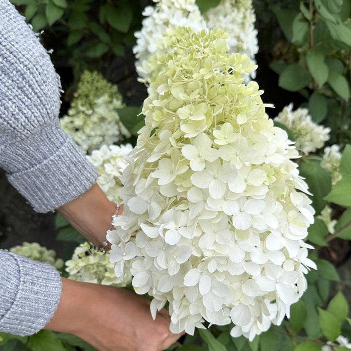Hydrangea 'Hercules'