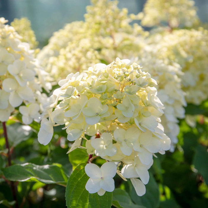 Hydrangea 'Hercules'