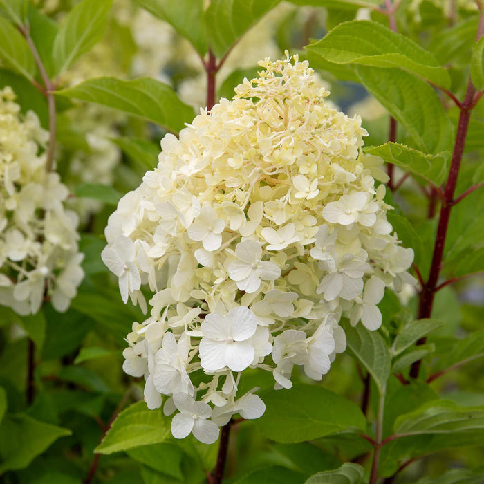 Hydrangea 'Hercules'