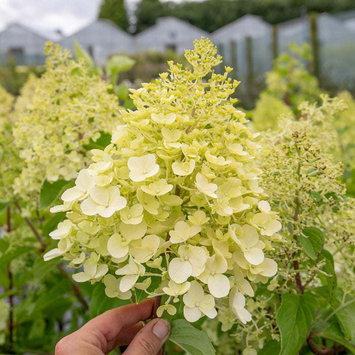 Hydrangea 'Hercules'