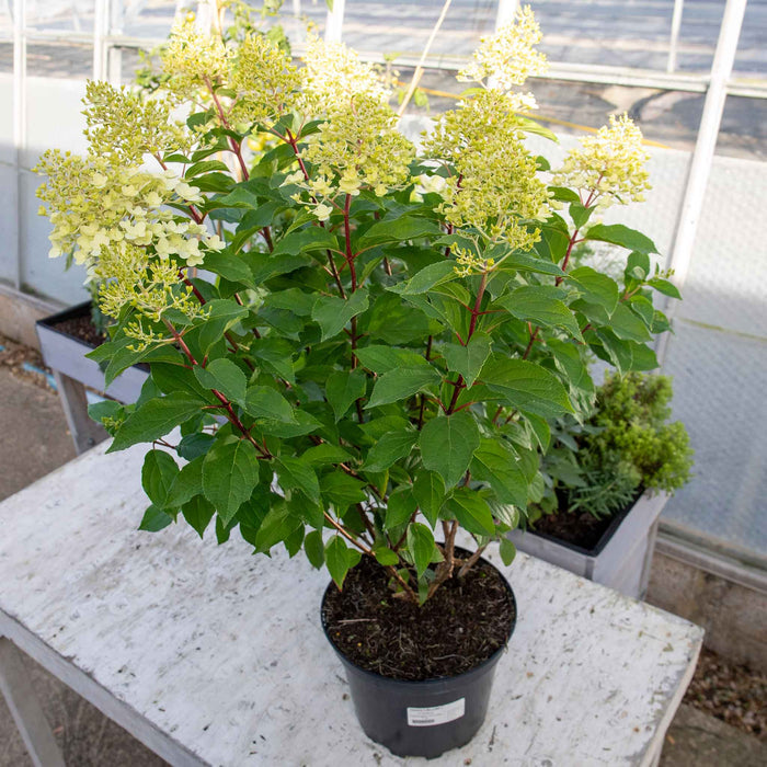 Hydrangea 'Hercules'